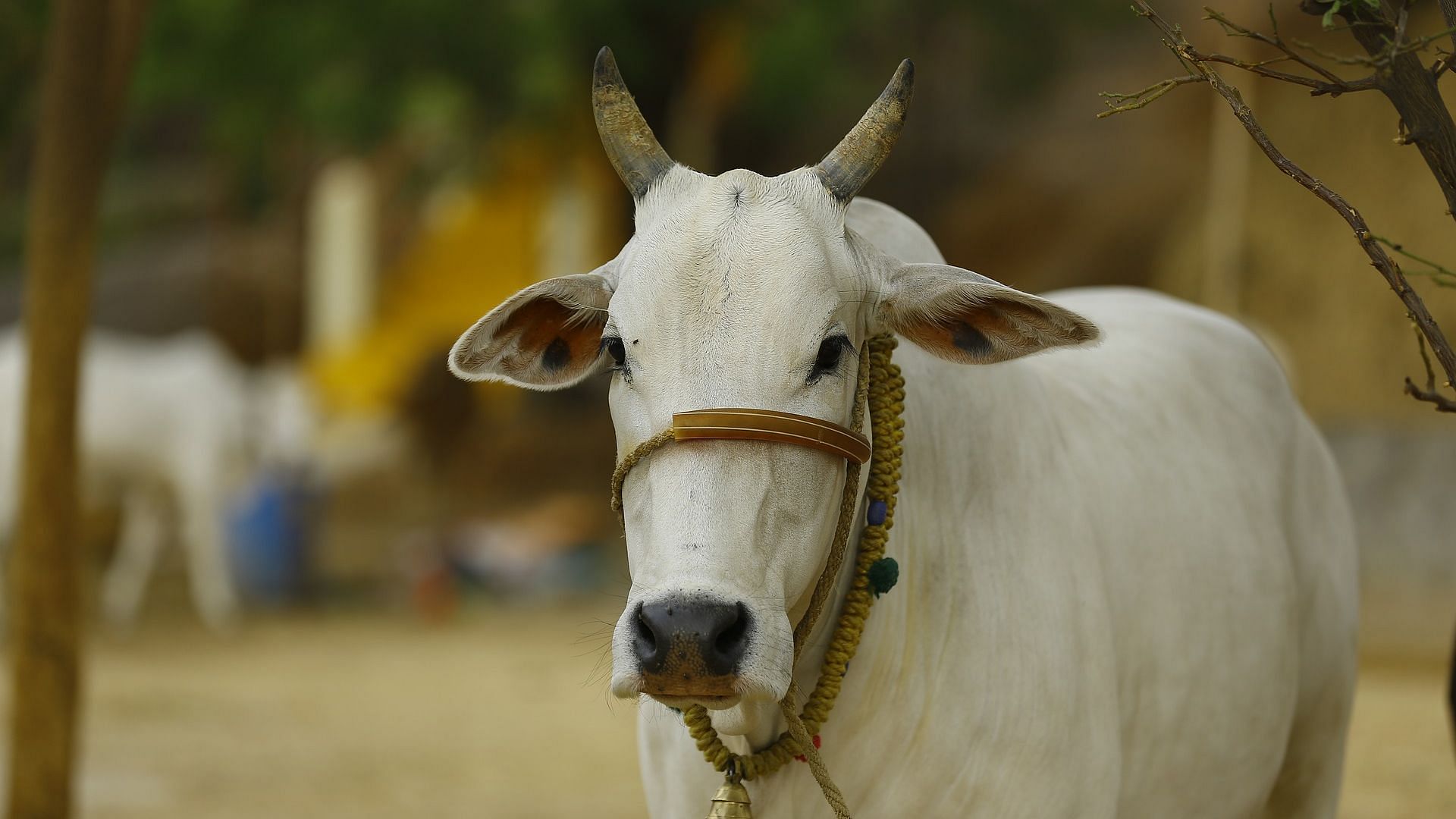 Assam cattle Preservation Act 2021