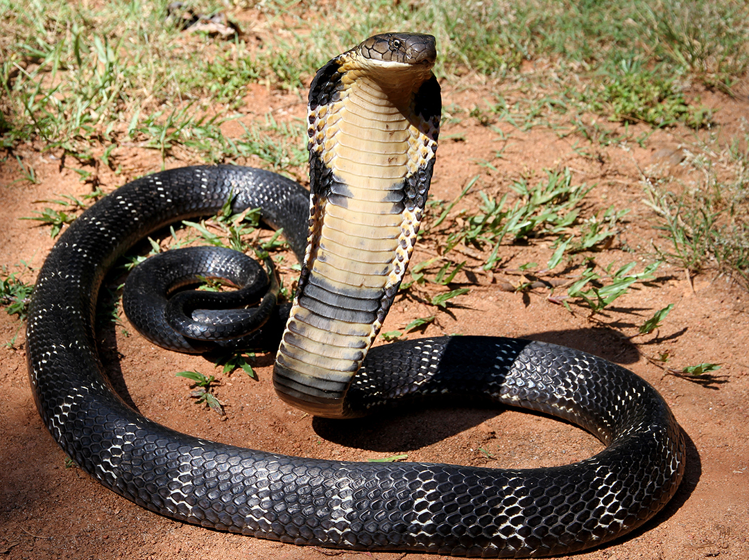 King cobra bite death in Dholai Cachar