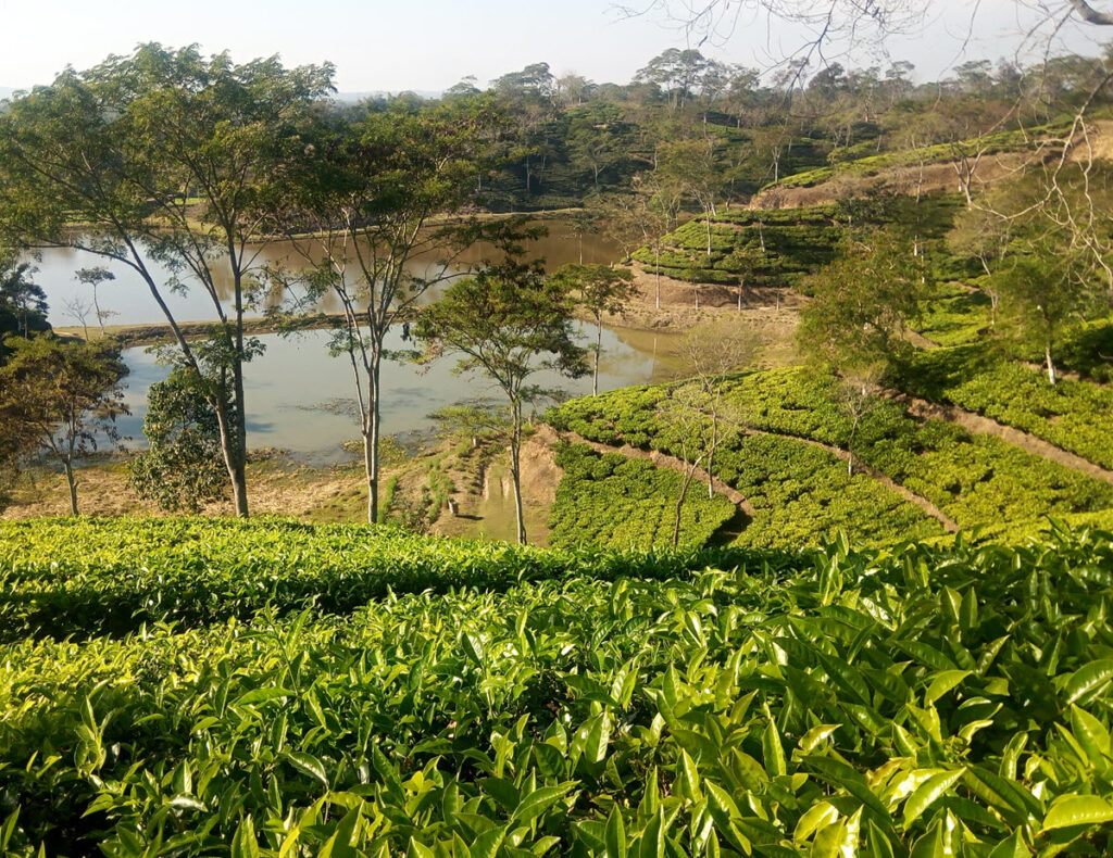 Rosekandy Tea Estate