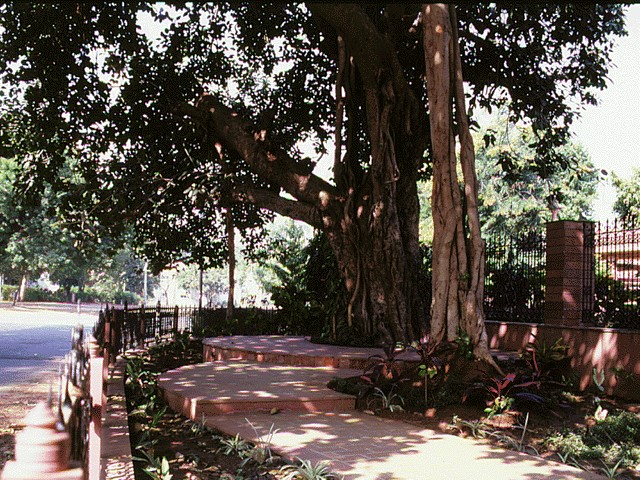 Akshardham tree