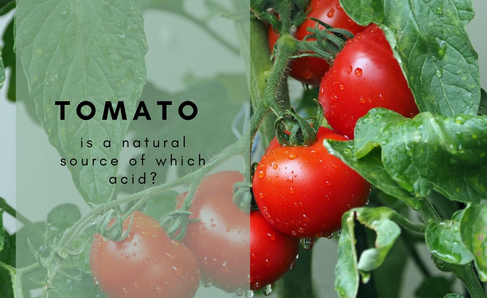 Tomato is a natural source of which acid