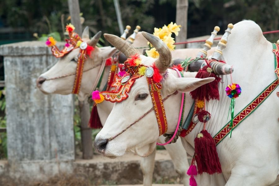 Assam Celebrates ‘Goru Bihu’ By Organising Ramp For Cows