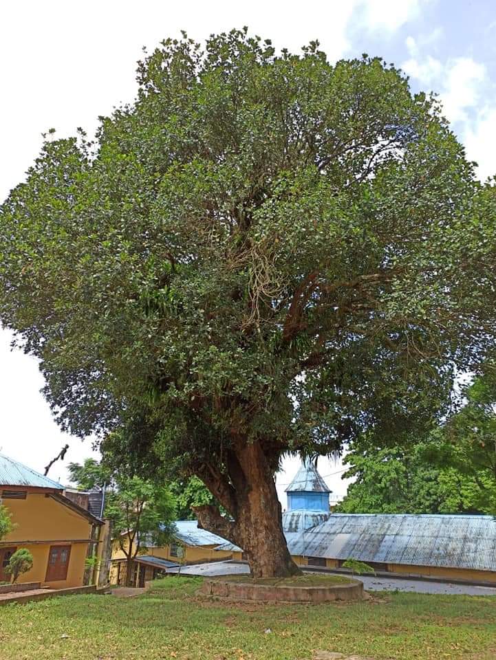 Gurucharan College's famous Jackfruit tree Kathal Gach