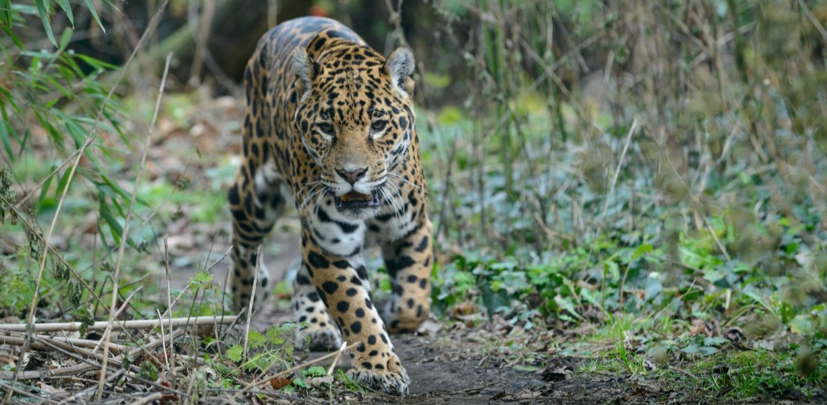 Leopard injures 13 people in Jorhat