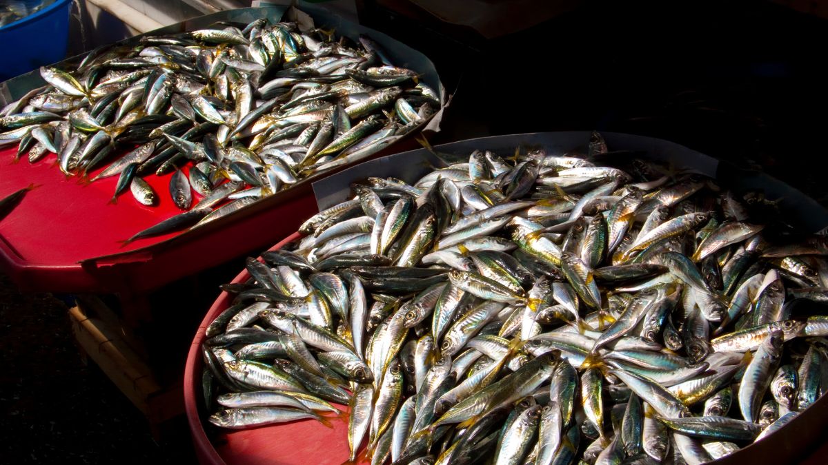 Formalin Detected in Imported Fish Sold in Nagaon