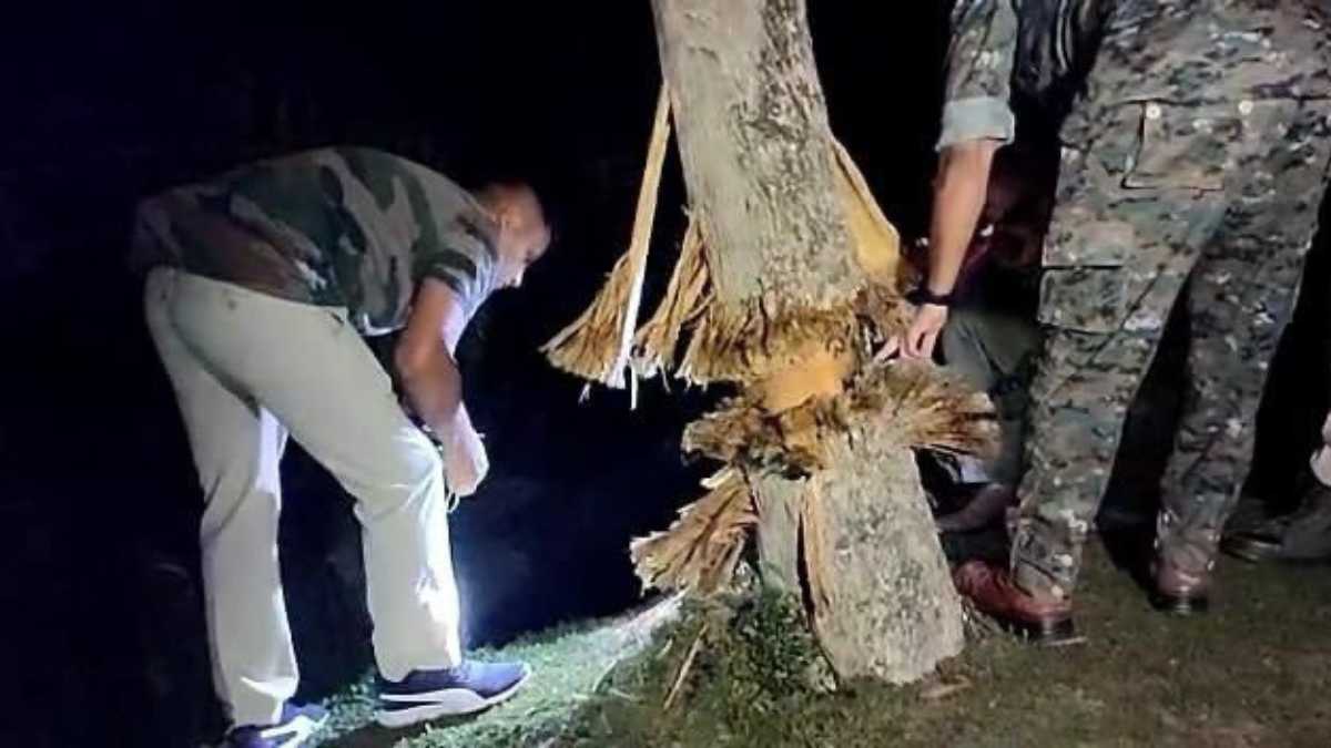 Locally Made Explosive Device Damages Teak Tree in Didarkush Tea Estate