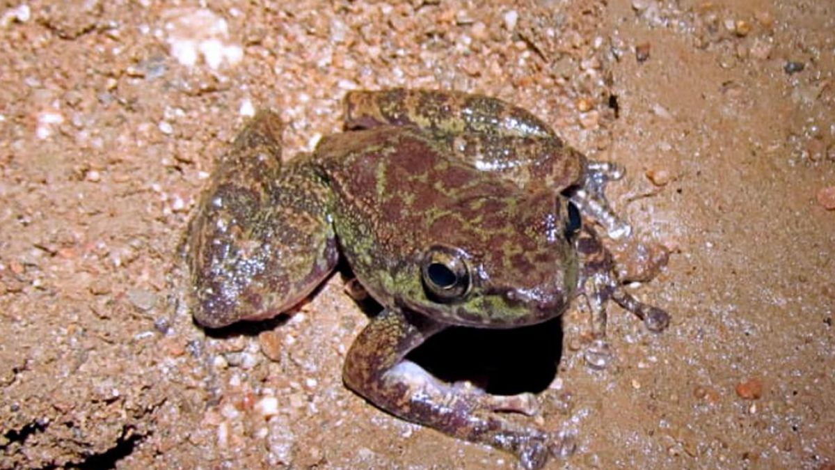 New Species of Frog Discovered in the Caves of Meghalaya