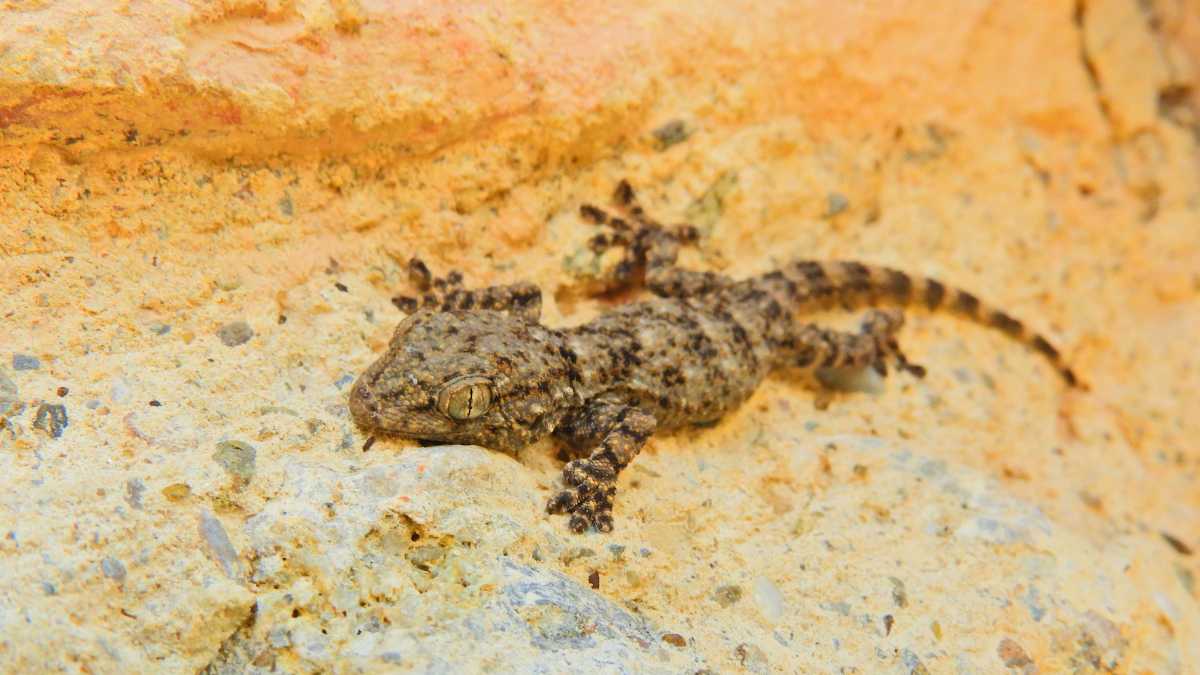 Rare Tokay Gecko Species Spotted in Assam's Dehing Patkai Region