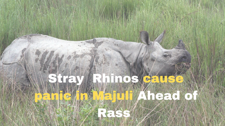 Strayed Rhino Causes Panic in Assam Village; Rescue Operation Underway