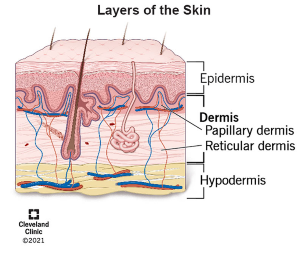  dermis layer of the skin is rebuilt using the Triphala skin capsules