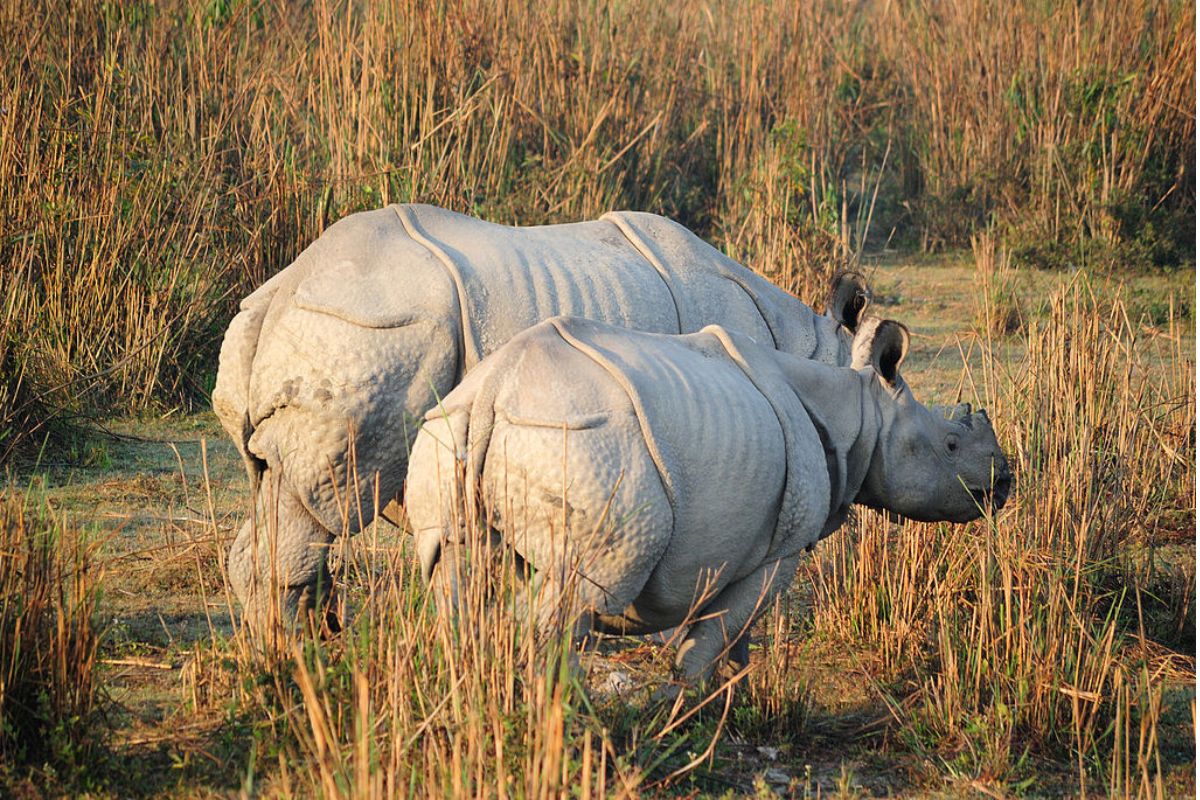 Pair of rhinos strolling through Kaziranga's grasslands